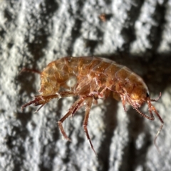 Amphipod (order Amphipoda, family Talitridae) at Surf Beach, NSW - 14 May 2023 by Hejor1