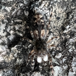 Proszynellus sp. (genus) at Braidwood, NSW - 14 May 2023 05:03 PM