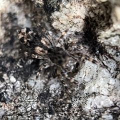 Proszynellus sp. (genus) at Braidwood, NSW - 14 May 2023