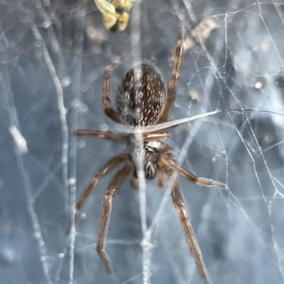 Badumna (genus) (Lattice-web spider) at Braidwood, NSW - 14 May 2023 by Hejor1
