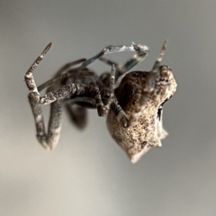 Philoponella congregabilis (Social house spider) at Braidwood, NSW - 14 May 2023 by Hejor1