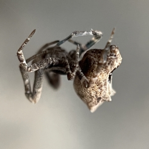 Philoponella congregabilis at Braidwood, NSW - 14 May 2023