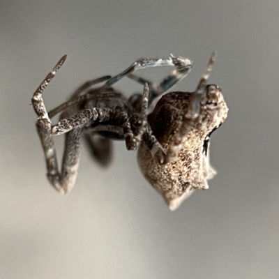 Philoponella congregabilis (Social house spider) at Braidwood, NSW - 14 May 2023 by Hejor1