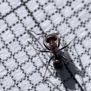 Iridomyrmex sp. (genus) at Casey, ACT - 14 May 2023