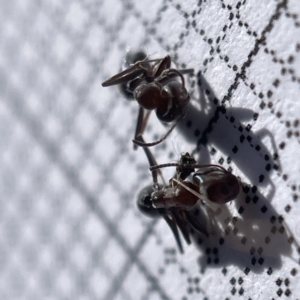 Iridomyrmex sp. (genus) at Casey, ACT - 14 May 2023