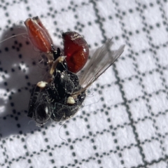 Chalcididae (family) at Casey, ACT - 14 May 2023