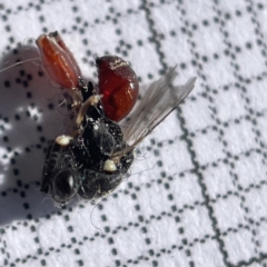 Chalcididae (family) at Casey, ACT - 14 May 2023