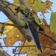 Platycercus elegans flaveolus (Yellow Rosella) at Wagga Wagga, NSW - 14 May 2023 by RobParnell