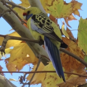 Platycercus elegans flaveolus at Wagga Wagga, NSW - 14 May 2023