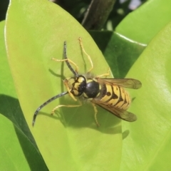 Vespula germanica (German Yellowjacket Wasp (also known as European Wasp)) at Jugiong, NSW - 11 May 2023 by RobParnell