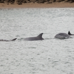 Tursiops truncatus (Bottlenose Dolphin) at Cleveland, QLD - 14 May 2023 by TimL