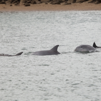 Tursiops truncatus (Bottlenose Dolphin) at Cleveland, QLD - 14 May 2023 by TimL