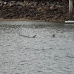 Tursiops truncatus at Cleveland, QLD - 14 May 2023 10:57 AM