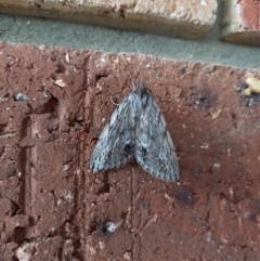 Chlenias banksiaria group (A Geometer moth) at Carwoola, NSW - 14 May 2023 by Liam.m