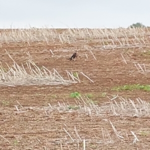 Falco berigora at Burrumbuttock, NSW - 1 May 2023