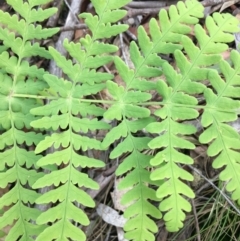 Histiopteris incisa (Bat's-Wing Fern) at Lower Boro, NSW - 12 May 2023 by mcleana