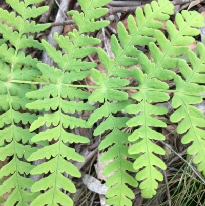 Histiopteris incisa (Bat's-Wing Fern) at Lower Boro, NSW - 13 May 2023 by mcleana