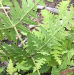 Histiopteris incisa at Lower Boro, NSW - suppressed