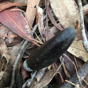 Drechmeria gunnii at Lower Boro, NSW - 13 May 2023 09:36 AM