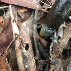 Drechmeria gunnii at Lower Boro, NSW - 13 May 2023 09:36 AM