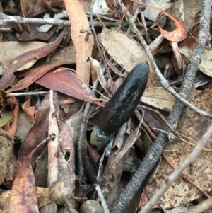 Drechmeria gunnii at Lower Boro, NSW - 13 May 2023 09:36 AM