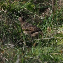 Synoicus ypsilophorus (Brown Quail) at Latham, ACT - 10 May 2023 by Caric