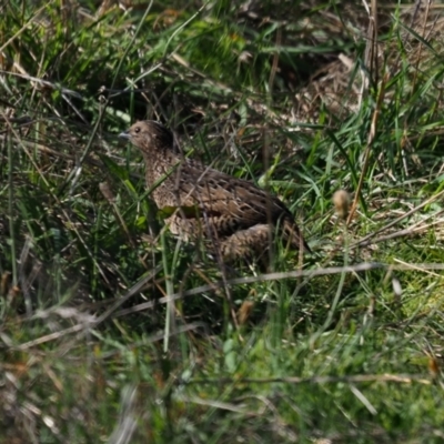 Synoicus ypsilophorus (Brown Quail) at Umbagong District Park - 10 May 2023 by Caric