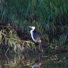 Microcarbo melanoleucos (Little Pied Cormorant) at Wodonga, VIC - 13 May 2023 by AlburyCityEnviros