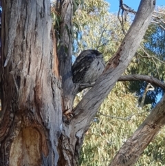 Podargus strigoides (Tawny Frogmouth) at Weston, ACT - 15 May 2023 by jmcleod