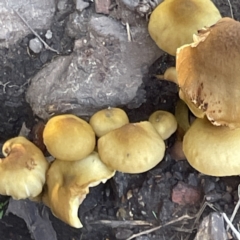 Armillaria sp. (A honey fungus) at Surf Beach, NSW - 15 May 2023 by Hejor1