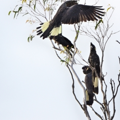 Zanda funerea (Yellow-tailed Black-Cockatoo) at Tahmoor, NSW - 13 May 2023 by Freebird