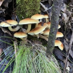 Hypholoma sp. (Hypholoma) at Tidbinbilla Nature Reserve - 12 May 2023 by cherylhodges