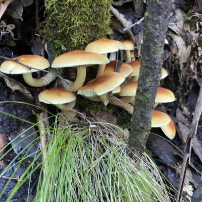 Hypholoma sp. (Hypholoma) at Tidbinbilla Nature Reserve - 12 May 2023 by cherylhodges