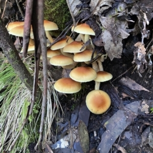 Hypholoma sp. at Paddys River, ACT - 12 May 2023