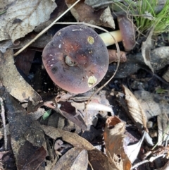 Russula sp. (Russula) at Tidbinbilla Nature Reserve - 12 May 2023 by cherylhodges