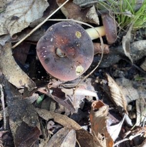 Russula sp. at Paddys River, ACT - 12 May 2023