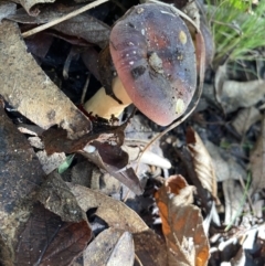 Russula sp. (genus) at Paddys River, ACT - 12 May 2023 12:39 PM