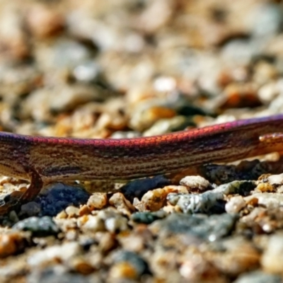 Saproscincus mustelinus (Weasel Skink) at ANBG - 15 May 2023 by DonTaylor