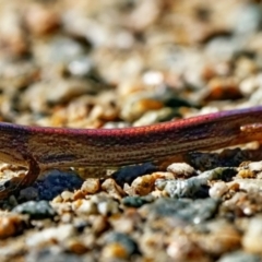 Saproscincus mustelinus (Weasel Skink) at Acton, ACT - 15 May 2023 by DonTaylor