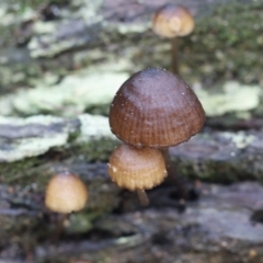 Mycena sp. (Mycena) at Tidbinbilla Nature Reserve - 12 May 2023 by cherylhodges