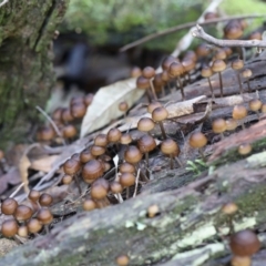 Mycena sp. at Paddys River, ACT - 12 May 2023