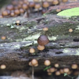 Mycena sp. at Paddys River, ACT - 12 May 2023