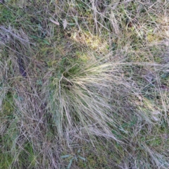 Nassella trichotoma (Serrated Tussock) at Watson, ACT - 15 May 2023 by abread111