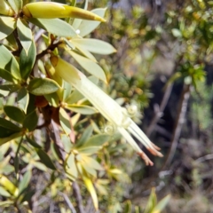 Styphelia triflora (Five-corners) at Watson, ACT - 15 May 2023 by abread111