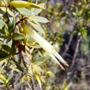 Styphelia triflora at Watson, ACT - 15 May 2023 11:25 AM