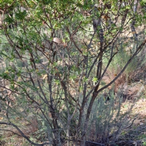 Styphelia triflora at Watson, ACT - 15 May 2023