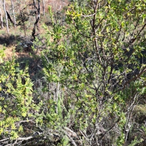 Styphelia triflora at Watson, ACT - 15 May 2023