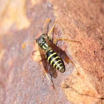 Polistes (Polistes) chinensis (Asian paper wasp) at Symonston, ACT - 14 May 2023 by RodDeb