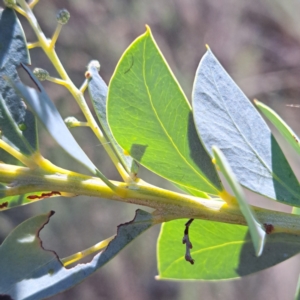 Acacia cultriformis at Watson, ACT - 15 May 2023