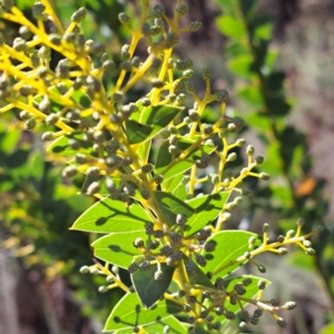 Acacia cultriformis at Watson, ACT - 15 May 2023